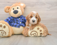 5 week old Mini Irish Doodle Puppy For Sale - Seaside Pups