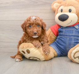 5 week old Mini Irish Doodle Puppy For Sale - Seaside Pups