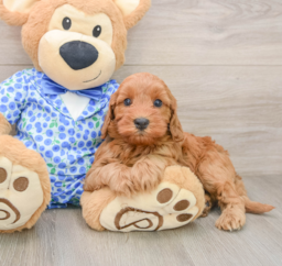 6 week old Mini Irish Doodle Puppy For Sale - Seaside Pups