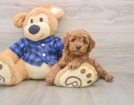 6 week old Mini Irish Doodle Puppy For Sale - Seaside Pups