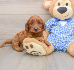 7 week old Mini Irish Doodle Puppy For Sale - Seaside Pups