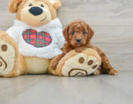 5 week old Mini Irish Doodle Puppy For Sale - Seaside Pups