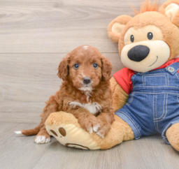 5 week old Mini Irish Doodle Puppy For Sale - Seaside Pups