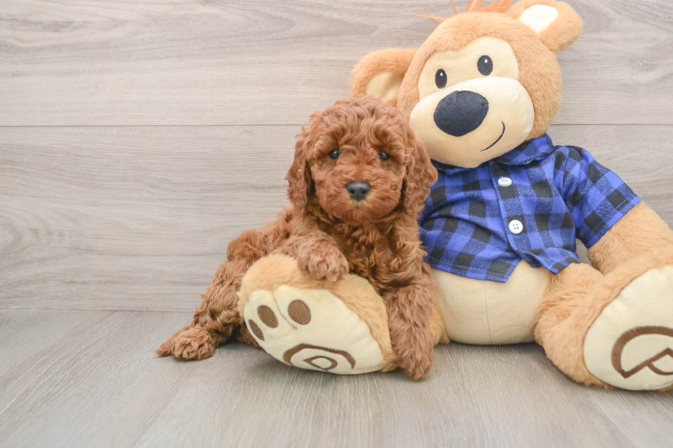 Cute Mini Irish Doodle Baby