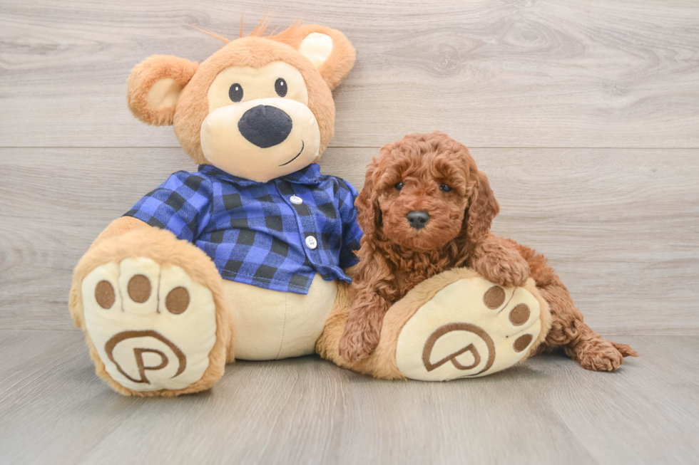 Happy Mini Irish Doodle Baby