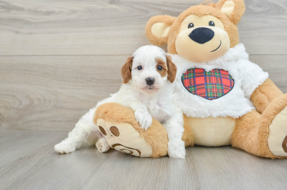 5 week old Mini Irish Doodle Puppy For Sale - Seaside Pups