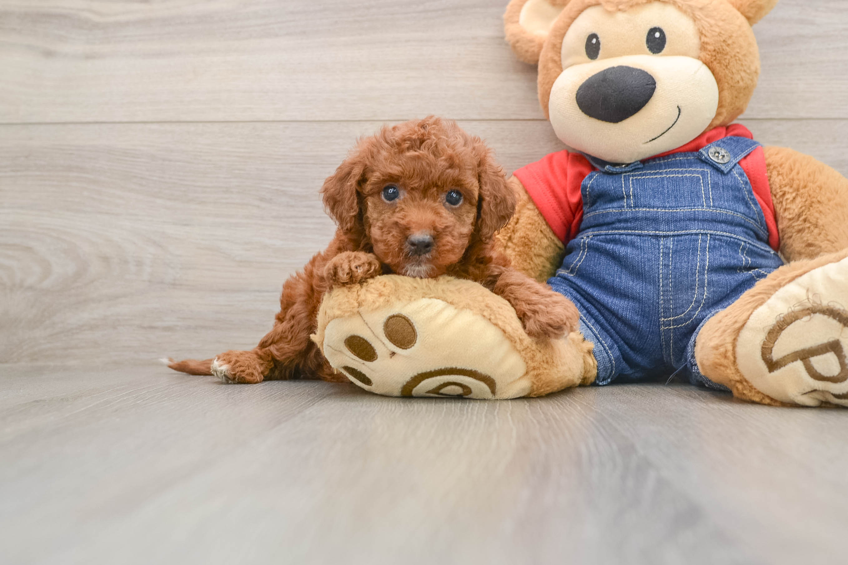 Mini Irish Doodle Puppy for Adoption