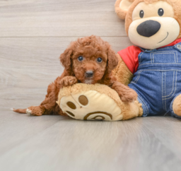 6 week old Mini Irish Doodle Puppy For Sale - Seaside Pups