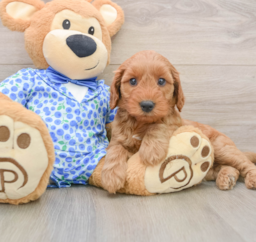 8 week old Mini Irish Doodle Puppy For Sale - Seaside Pups