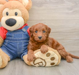 7 week old Mini Irish Doodle Puppy For Sale - Seaside Pups