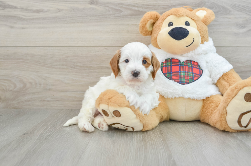 5 week old Mini Irish Doodle Puppy For Sale - Seaside Pups