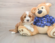 6 week old Mini Irish Doodle Puppy For Sale - Seaside Pups