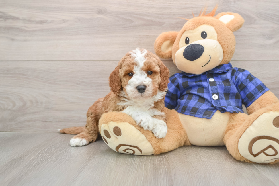 Adorable Irish Poodle Poodle Mix Puppy