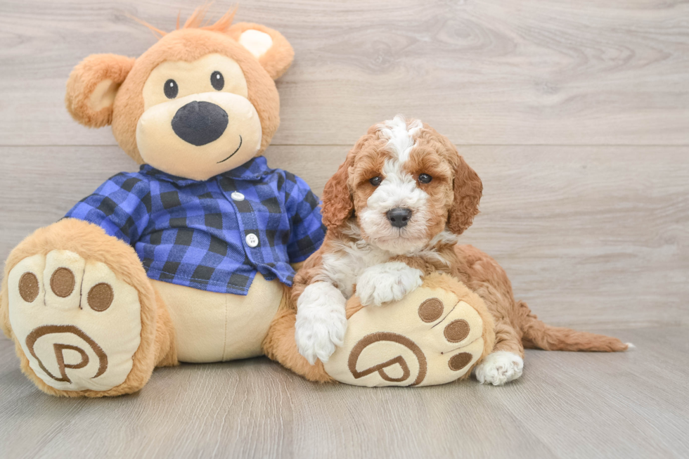 Best Mini Irish Doodle Baby