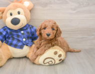 6 week old Mini Irish Doodle Puppy For Sale - Seaside Pups