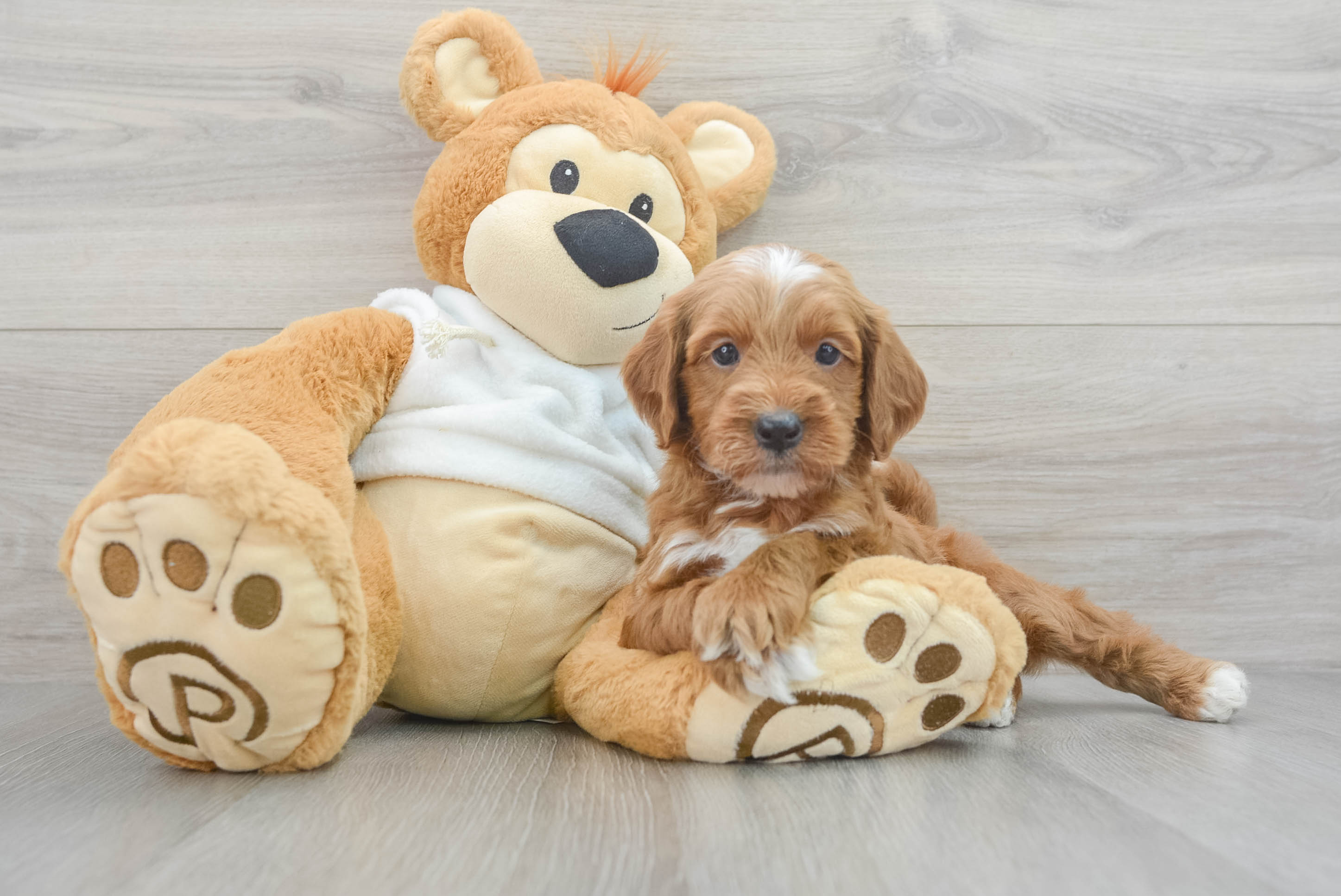 Popular Mini Irish Doodle Poodle Mix Pup