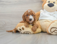 9 week old Mini Irish Doodle Puppy For Sale - Seaside Pups