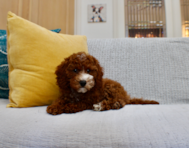 10 week old Mini Irish Doodle Puppy For Sale - Seaside Pups