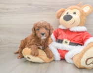 5 week old Mini Irish Doodle Puppy For Sale - Seaside Pups