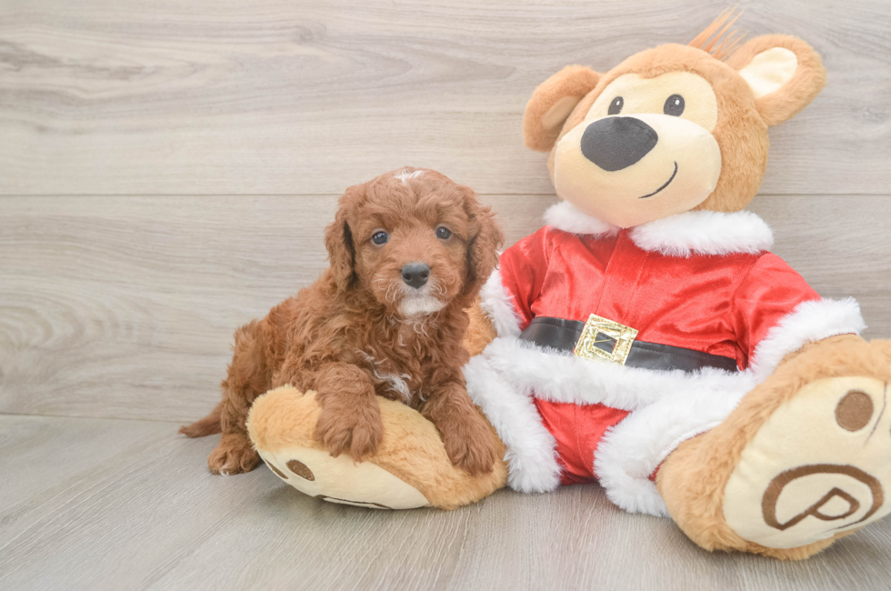 5 week old Mini Irish Doodle Puppy For Sale - Seaside Pups