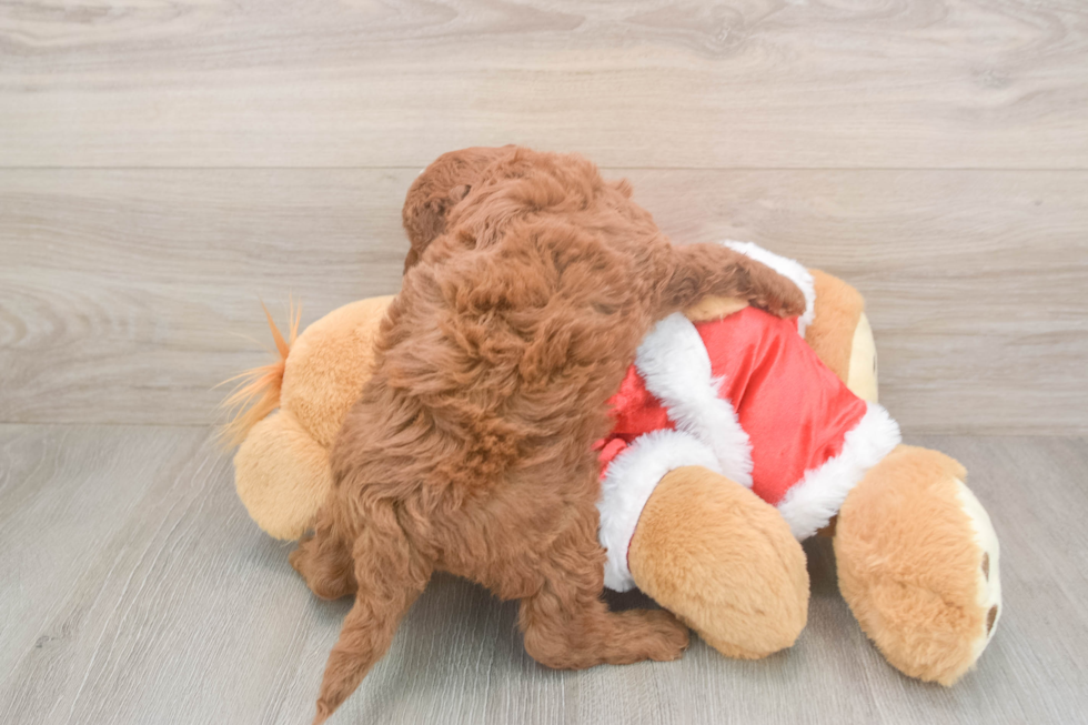 Best Mini Irish Doodle Baby