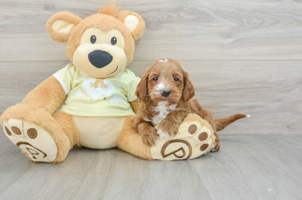 8 week old Mini Irish Doodle Puppy For Sale - Seaside Pups