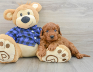 7 week old Mini Irish Doodle Puppy For Sale - Seaside Pups