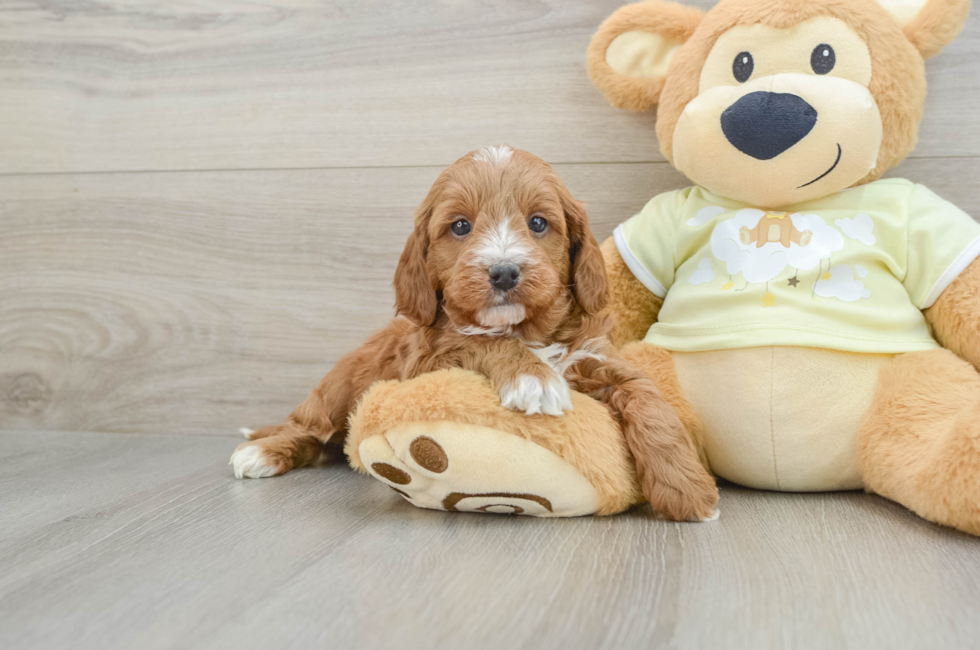 5 week old Mini Irish Doodle Puppy For Sale - Seaside Pups