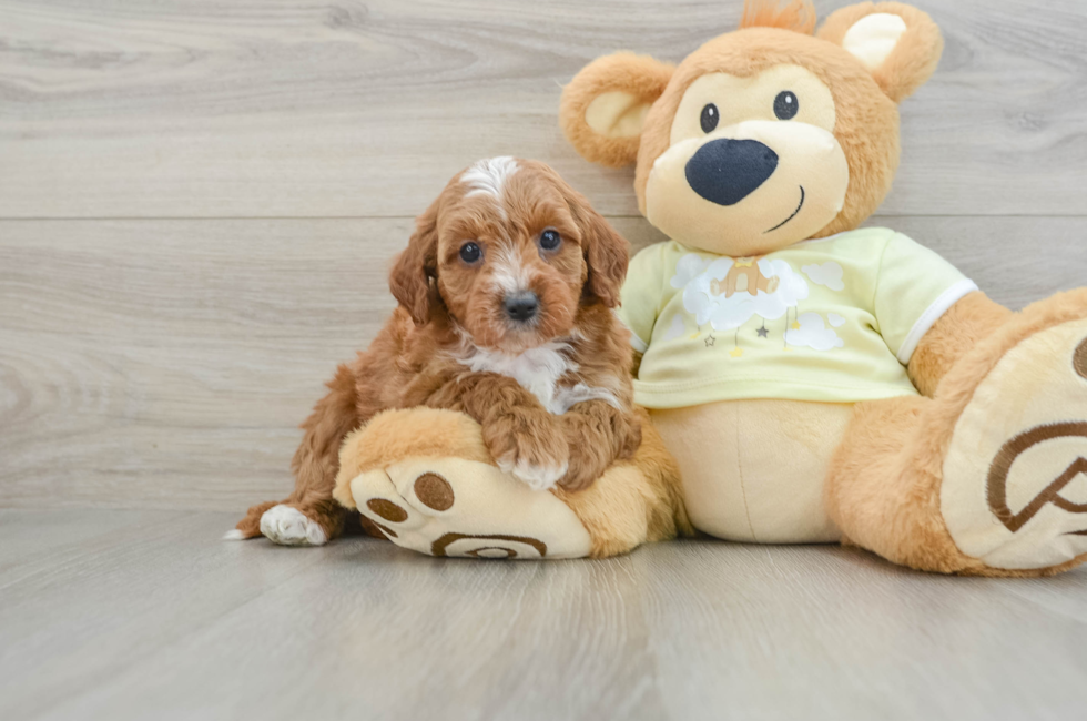 8 week old Mini Irish Doodle Puppy For Sale - Seaside Pups