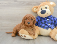 7 week old Mini Irish Doodle Puppy For Sale - Seaside Pups