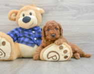 7 week old Mini Irish Doodle Puppy For Sale - Seaside Pups