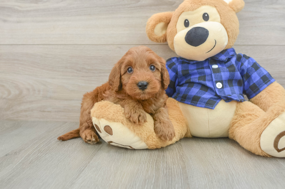 5 week old Mini Irish Doodle Puppy For Sale - Seaside Pups