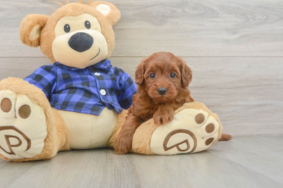 5 week old Mini Irish Doodle Puppy For Sale - Seaside Pups