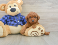 8 week old Mini Irish Doodle Puppy For Sale - Seaside Pups