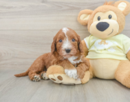 5 week old Mini Irish Doodle Puppy For Sale - Seaside Pups