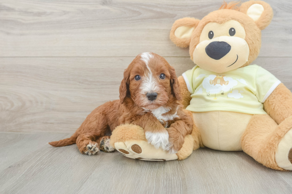 5 week old Mini Irish Doodle Puppy For Sale - Seaside Pups