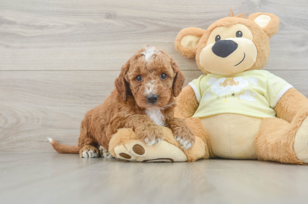 5 week old Mini Irish Doodle Puppy For Sale - Seaside Pups