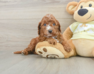 5 week old Mini Irish Doodle Puppy For Sale - Seaside Pups