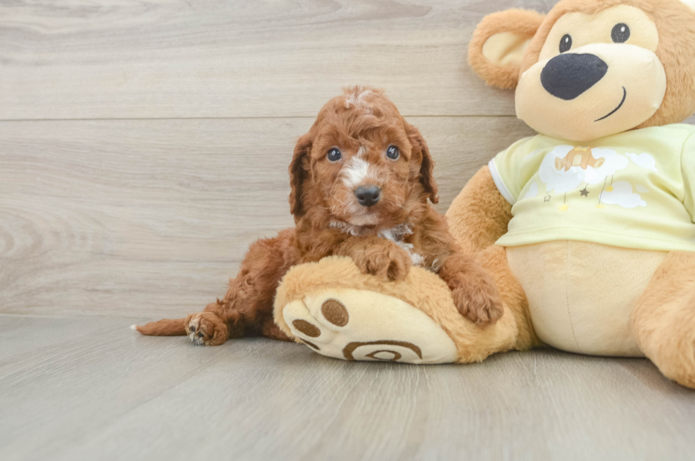 5 week old Mini Irish Doodle Puppy For Sale - Seaside Pups