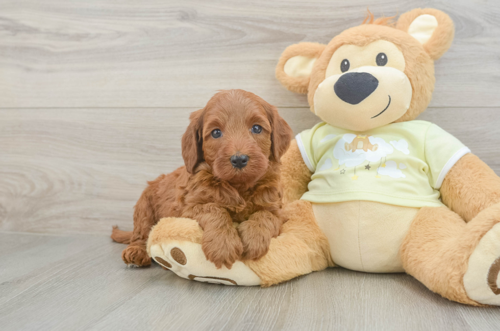 5 week old Mini Irish Doodle Puppy For Sale - Seaside Pups