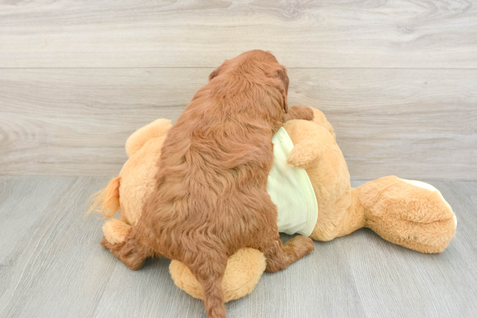 Mini Irish Doodle Pup Being Cute