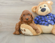 6 week old Mini Irish Doodle Puppy For Sale - Seaside Pups