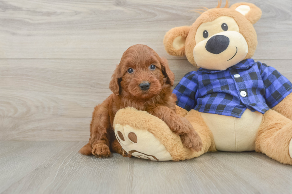 5 week old Mini Irish Doodle Puppy For Sale - Seaside Pups