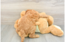 Funny Mini Irish Doodle Poodle Mix Pup