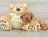 6 week old Mini Irish Doodle Puppy For Sale - Seaside Pups