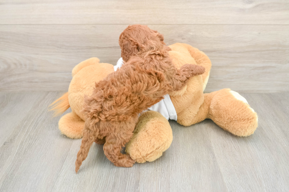 Funny Mini Irish Doodle Poodle Mix Pup