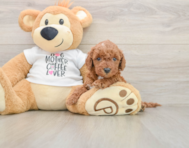 5 week old Mini Irish Doodle Puppy For Sale - Seaside Pups