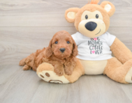 5 week old Mini Irish Doodle Puppy For Sale - Seaside Pups