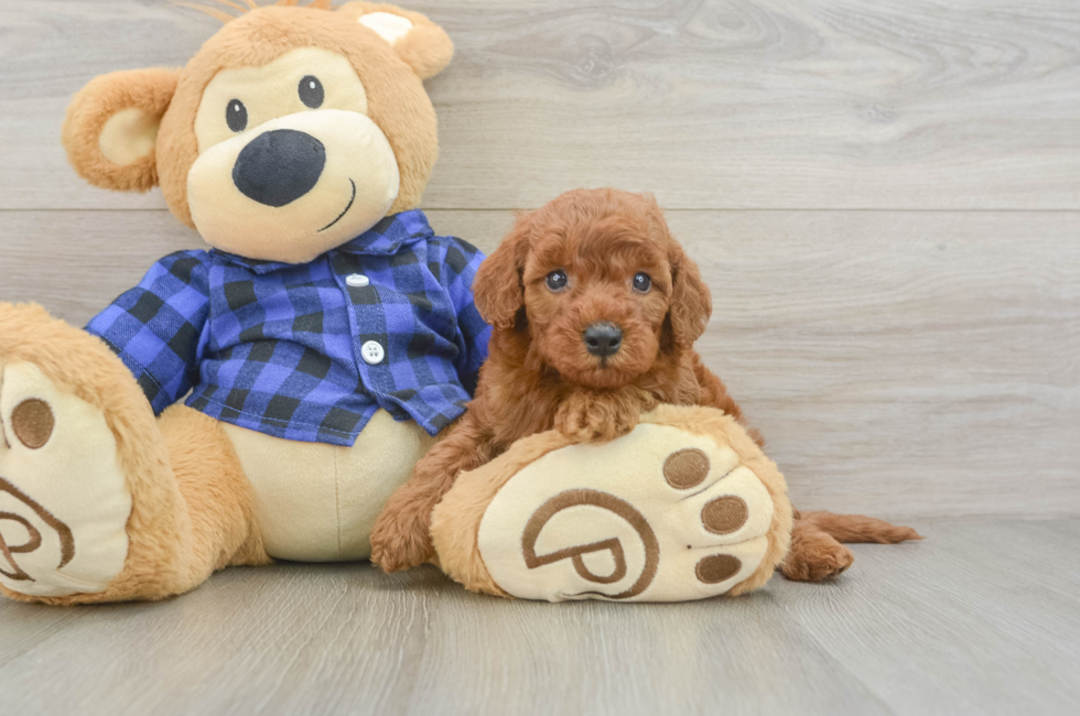 5 week old Mini Irish Doodle Puppy For Sale - Seaside Pups