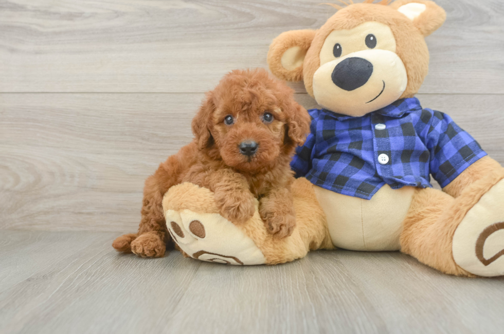 5 week old Mini Irish Doodle Puppy For Sale - Seaside Pups